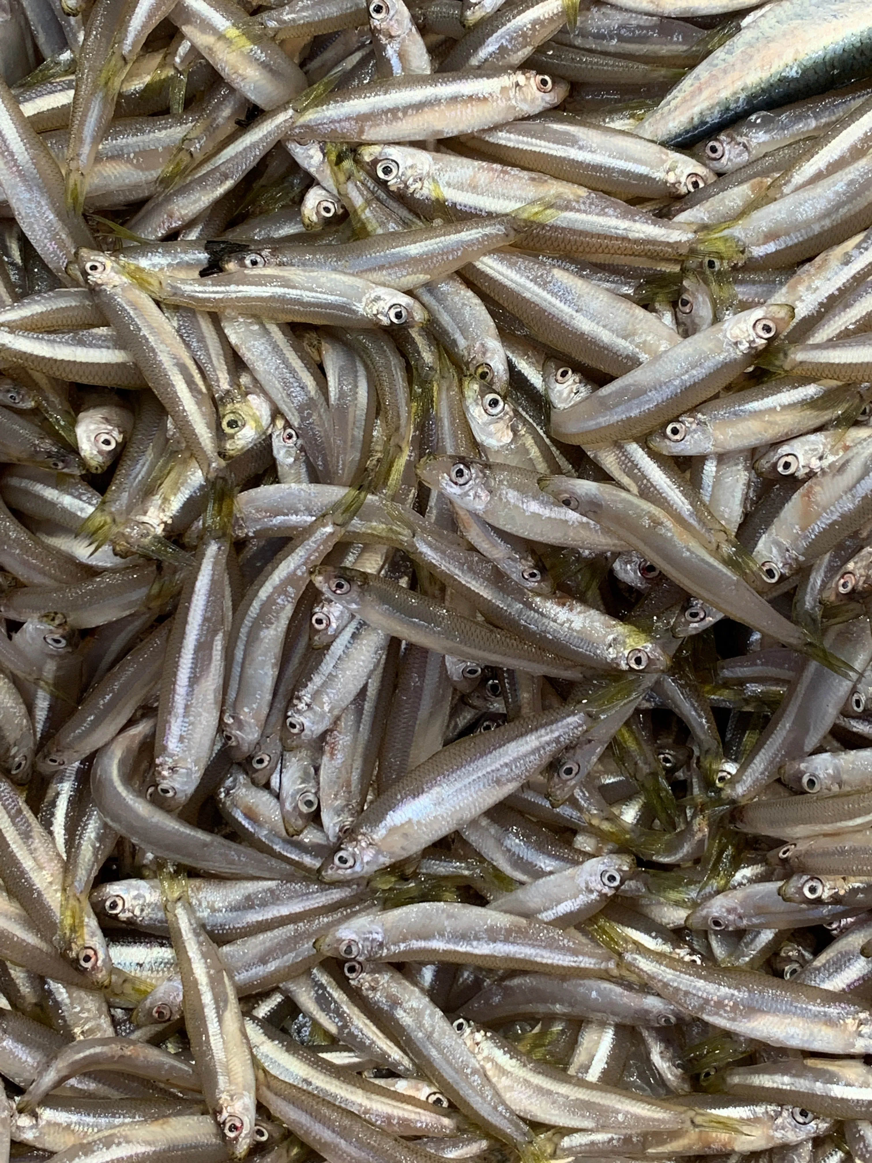 Australian Fresh Whitebait