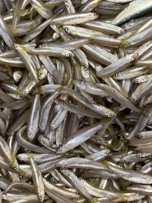 Australian Fresh Whitebait