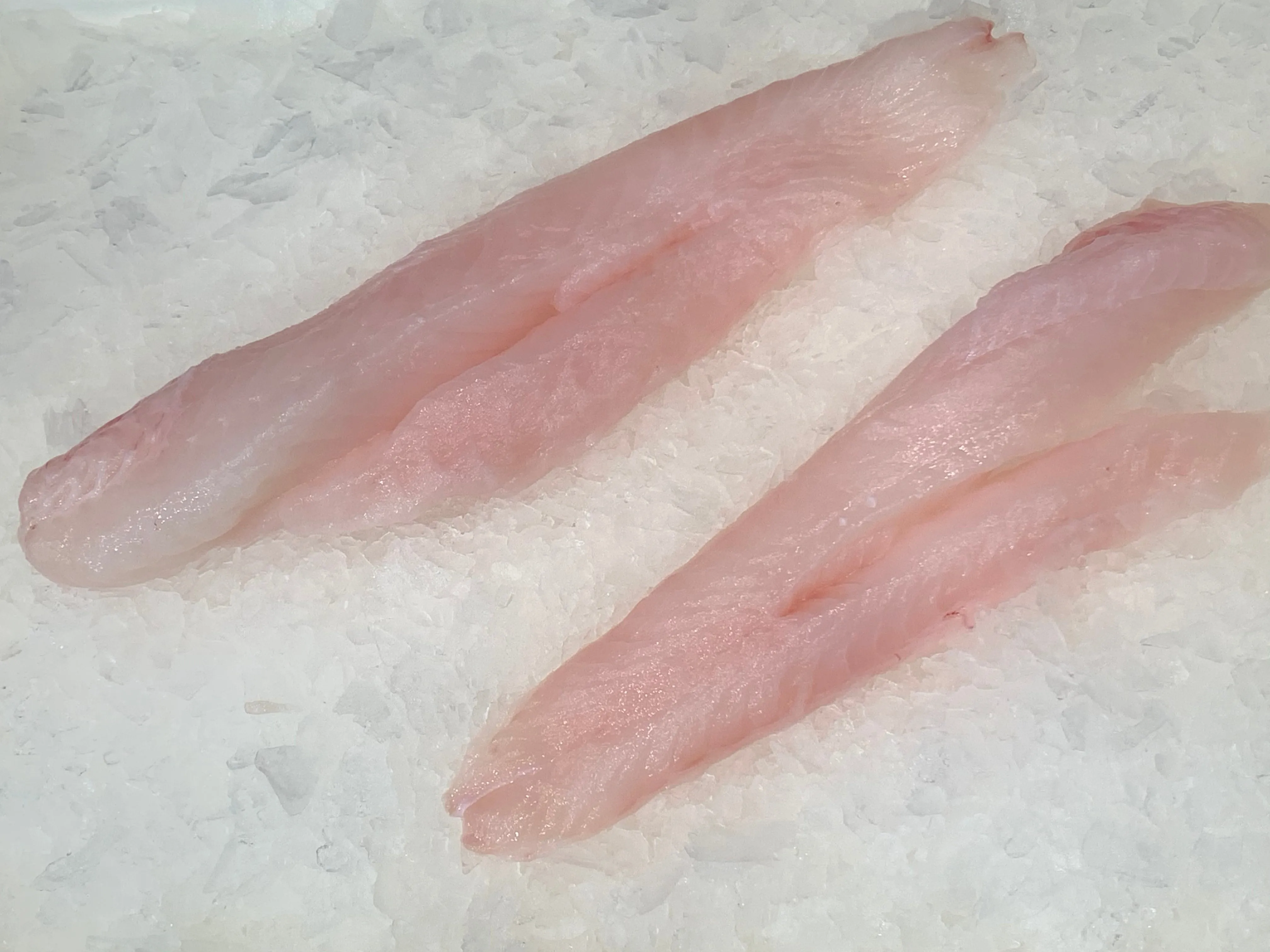 Australian Star Gazer Fillet