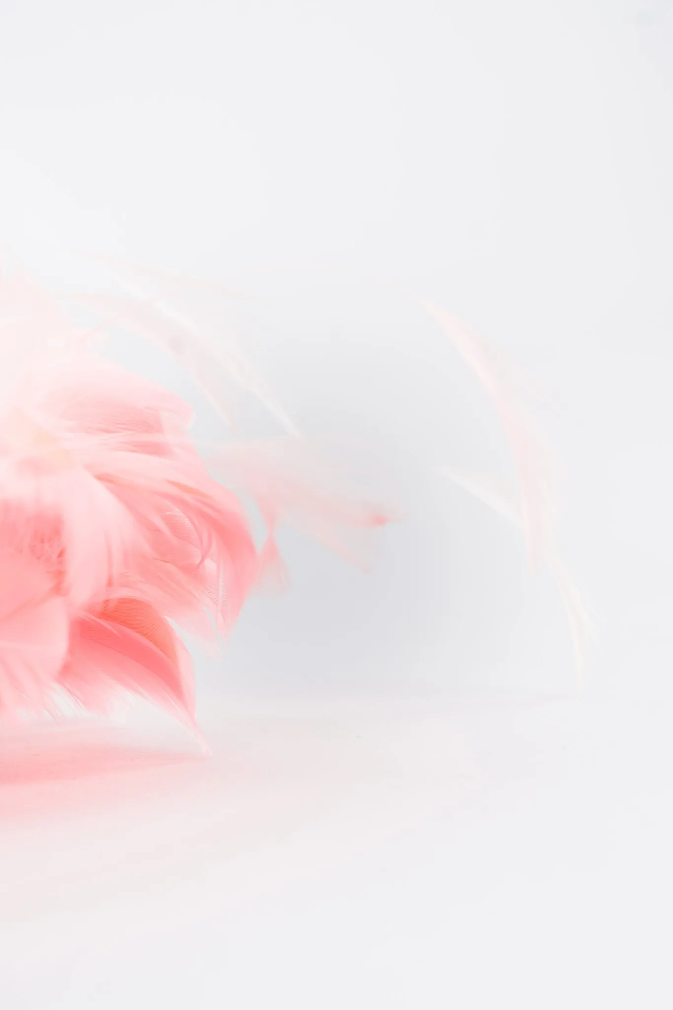 Feather Bomb Haircomb