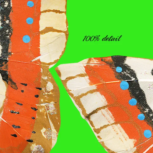Feather Butterflies, Volume 04