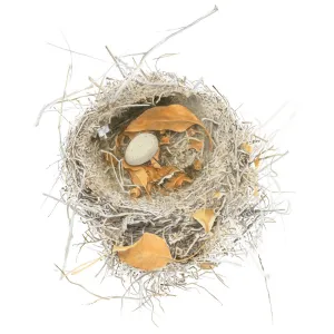 Nest Xantus