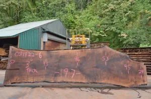 Oregon Black Walnut Slab 081922-06