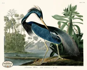 PDXC20752 -- Audubon Louisiana Heron